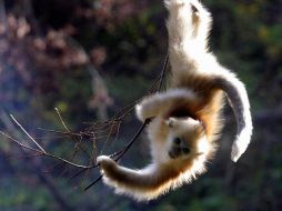 El mono capuchino llevará el chip durante toda su vida. EFE  /