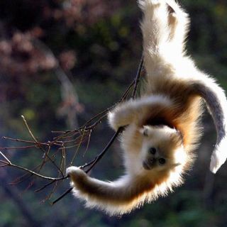 Colocan chip a un mono para conservar sus datos médicos