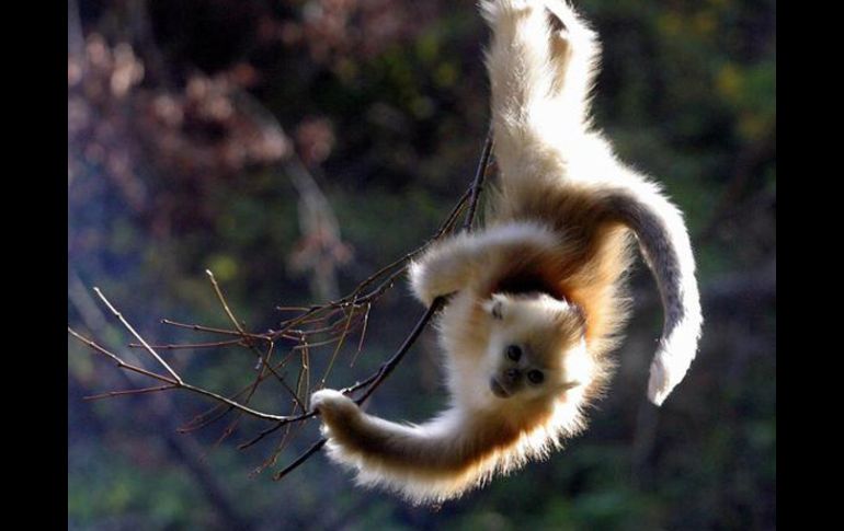 El mono capuchino llevará el chip durante toda su vida. EFE  /