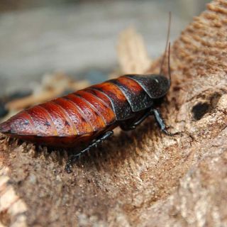 Dos menores edad son acusados por robar cucaracha y reptiles