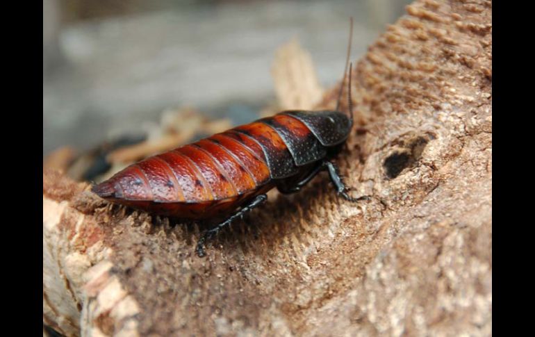 Todos los animales fueron recuperadss y devueltos al instituto. TARANTULASDEMÉXICO.COM  /