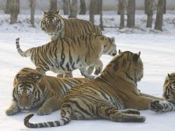 Los humanos han contribuído en gran medida a que los felinos más grandes del mundo y su ecosistema estén apunto de desaparecer . EFE  /