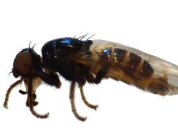 Hasta ahora se desconocían sus hábitos necrófagos. EFE  /