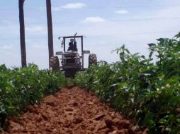 El buen avance de la economía mexicana fue impulsado por las producciones agrícolas. EL UNIVERSAL  /