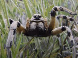 Debido a que la lava arrasa con todo tipo de vida estos insectos viven de lo que trae el viento. EFE  /