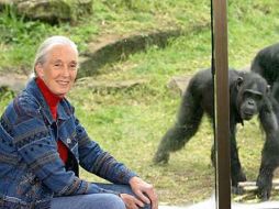 La investigadora lleva cincuenta años aportando sobre el comportamiento de los chimpancés. ESPECIAL  /