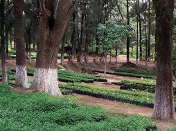 Uno de los préstamos servirá para promover el manejo forestal sustentable. ARCHIVO  /
