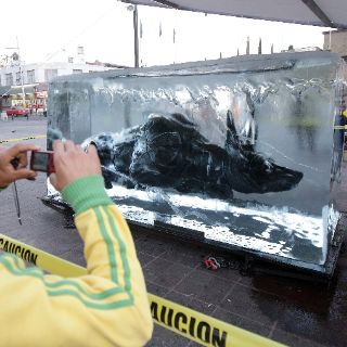 Aparición de “Perro Xolo” gigante sorprende a transeúntes en El Santuario