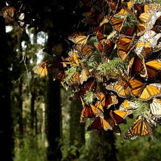 Aumenta número de mariposas monarca en Michoacán