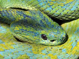 Esta especie habita a 60 metros de altura. EFE  /