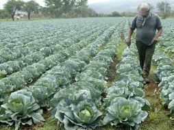 El campo jalisciense hace que el Estado sea líder nacional en aportar 10.2 por ciento del PIB agropecuario del país. ARCHIVO  /