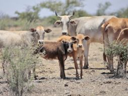 La ganadería bovina es un ejemplo donde no se han podido concretar proyectos en beneficio del sector productivo. S. NÚÑEZ  /