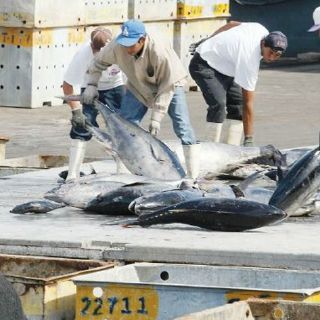 Reducen un cuatro por ciento las cuotas de pesca de atún rojo para 2011