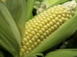 Estas nuevas técnicas proporcionarán precios más bajos al público. AP  /