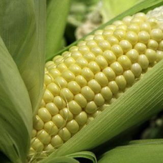 Impulsan cultivos resistentes al cambio climático