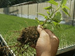 Chiapas es el primer lugar nacional en biodiversidad. ARCHIVO  /