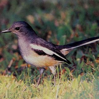 Condenan en España a pagar mil 800 euros a un cazador de aves
