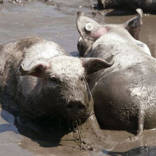 La carne de borrego sigue desairada en su consumo