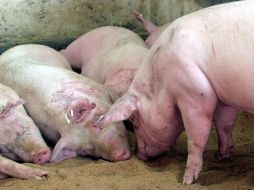 Jalisco, según cifras oficiales, es el segundo productor de carne de cerdo a nivel nacional, después de Sonora. EL INFORMADOR  /