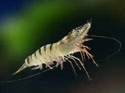 Cerca de 500 experimentos estudiaron la letalidad del cambio climático en las especies marinas. EFE  /