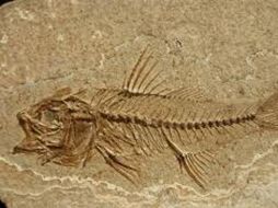 El público puede admirar los increíbles fósiles de peces y reptiles marinos. ESPECIAL  /