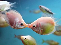 La investigación se llevó a cabo en peces que se colocaban en peceras con tres divisiones. ESPECIAL  /