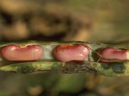 Esta leguminosa es uno de los cultivos más atacados por enfermedades y plagas. ID  /