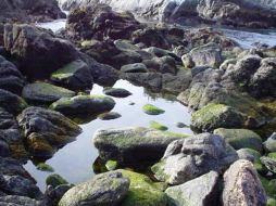 Las bacterias quedaron atrapadas en su propio desecho, donde morían. ESPECIAL  /