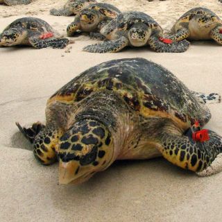 La extinción de especies aumenta enfermedades infecciosas