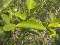 Las hojas de coca contienen una serie de químicos conocidos como alcaloides y el más notable la cocaína. EFE  /