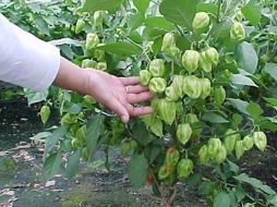 Buscan hacer de la expansión de la agricultura un objetivo prioritario de todas las decisiones políticas. ESPECIAL  /