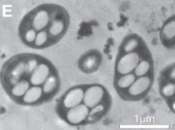 La NASA halló una bacteria que puede crecer en el arsénico, lo que podría significar que puede vivir en otros planetas. EFE  /