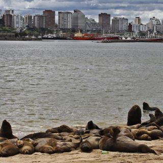 La vida marina peligra por emisión de gases