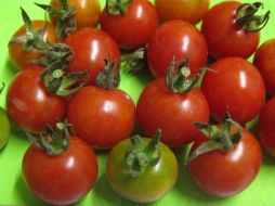 Estos injertos pueden ser utilizados en pequeñas superficies de producción. ID  /