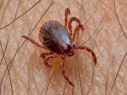 La pérdida de las especies y su ecosistema afectaría a humanos, plantas y animales en general. EFE  /