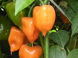 Uno de estos elementos indispensables en la cocina mexicana es el chile habanero. ID  /