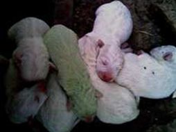 El dueño del perro le puso de nombre ''Hulk''. ESPECIAL  /