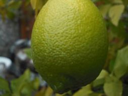 El limón fue el producto que mayor aumento registró durante noviembre y el que mayor efecto tuvo sobre la inflación. ESPECIAL  /