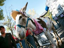 El burro llevado a Casa Jalisco por estudiantes de la UdeG, fue llamado Goo bebey. ESPECIAL  /