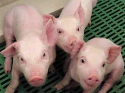 El país europeo es el primero en autorizar la venta de este producto. ESPECIAL  /