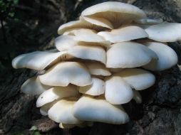 Estos hongos son utilizados para comer o utilizarlos como medicamentos. ID  /