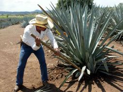 Uno de los objetivos del Centro de Referencia Agave-Tequila es brindar apoyo tecnológico al agave en denominación de origen. E. BARRERA  /
