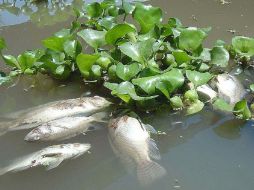 Tilapias muertas flotan en el Río Santiago, a la altura de El Salto. ARCHIVO  /