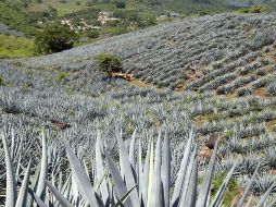 Se pretende terminar el 2010 con un incremento de 4% en la producción de tequila con relación a 2009. ARCHIVO  /