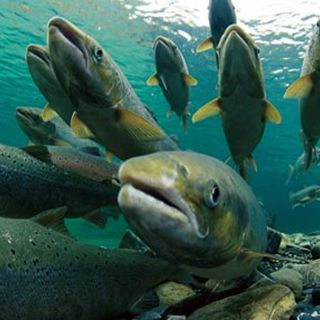 Descubren en Japón un salmón que se creía extinto hace 70 años