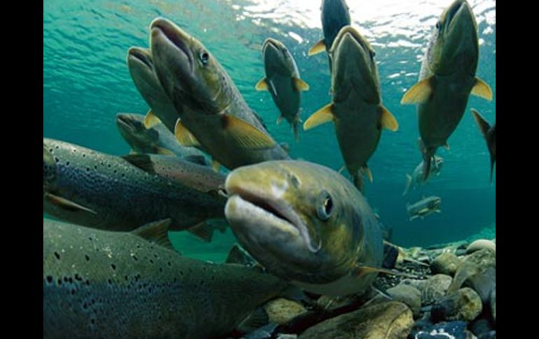 Algunos de los peces los sometieron a pruebas de ADN. ESPCIAL  /