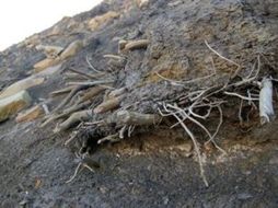 En el Artico canadiense hay una docena de bosques similares. AP  /
