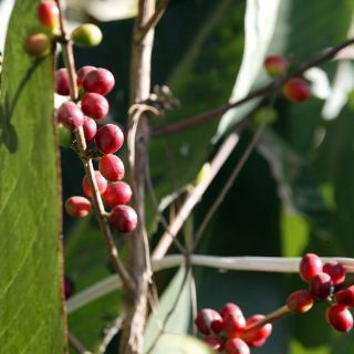 Obtienen indígenas certificación internacional de café