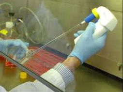 El estudio se realizó en algunos gusanos. EFE  /