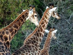 Además de que es casi imposible acercarse a ellas es muy difícil su localización. EFE  /